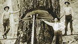 Loggers posing with saws and old-growth tree
